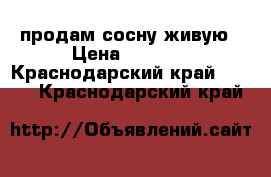 продам сосну живую › Цена ­ 7 000 - Краснодарский край  »    . Краснодарский край